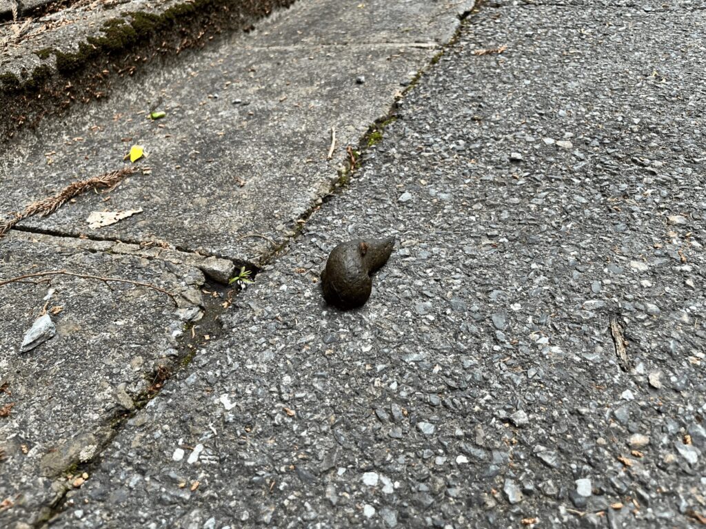 山道に残された野生動物のうんこ(推定)